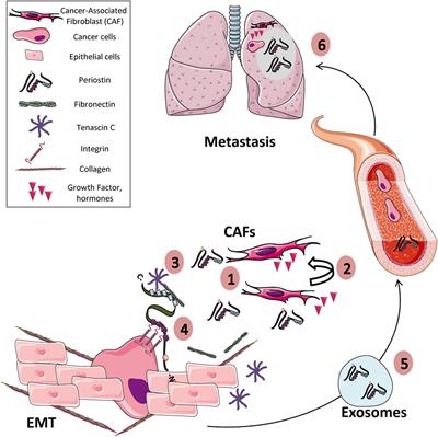 Periostin: A Matricellular Protein With Multiple Functions in Cancer Development and Progression